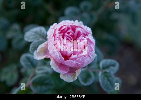 Rosa Englische Strauchrose, David Austin, Königin von Schweden, in Frost Stockfoto
