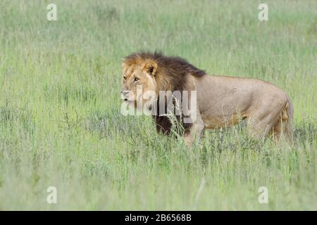 Löwe (Panthera leo), schwarzer Löwe, alter Mann, in hohem Gras wanderend, Kgalagadi Transfrontier Park, Nordkaper, Südafrika, Afrika Stockfoto