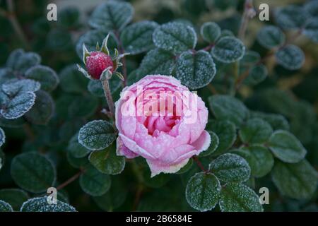 Rosa Englische Strauchrose, David Austin, Königin von Schweden, in Frost Stockfoto