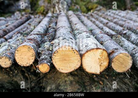 Baumstämme schneiden und stapeln sich im Vordergrund Stockfoto