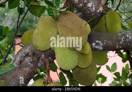 Jack-Frucht am Baum Stockfoto