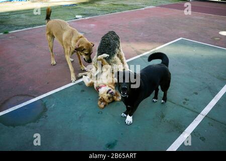 Hunde spielen im park Stockfoto