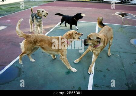 Hunde spielen im park Stockfoto