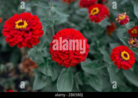 Buntes Dahlienblütenrot Stockfoto