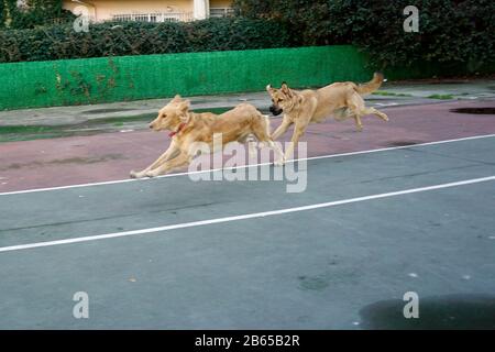 Hunde spielen im park Stockfoto