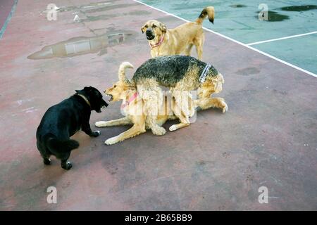 Hunde spielen im park Stockfoto