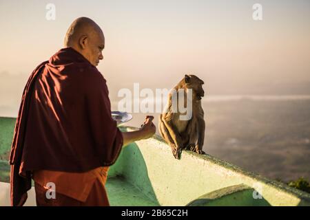 Mönch füttert den Affen, Sandawshin Zwangabin Pagode, hPa an, Myanmar, Asien. Stockfoto