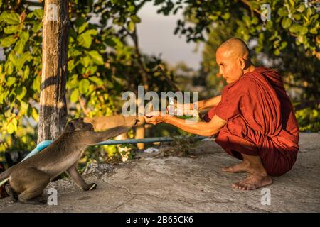 Mönch füttert den Affen, Sandawshin Zwangabin Pagode, hPa an, Myanmar, Asien. Stockfoto