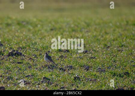 Eurasischer Skylark-Vogel auf dem Acker Alauda arvensis. Vogelbeobachtung in Lubana, Lettland. Stockfoto