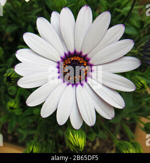 Weiße Gänseblümchen. Stockfoto