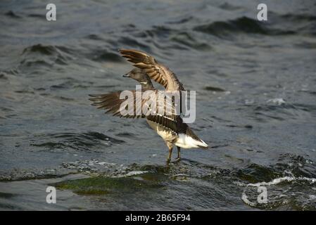 Brent-Gänse-Winter-Zugvögel aus Sibirien auf ihrem schottischen Futterplatz, während die Flut beginnt zurückzutreten. Stockfoto