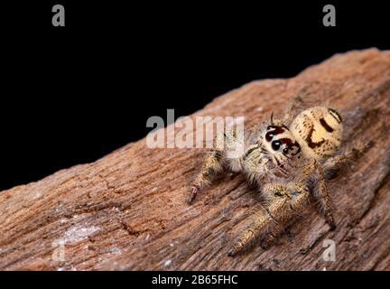 Weibliche Phidippus mystaceus springende Spinne auf Holz in der Natur. Stockfoto