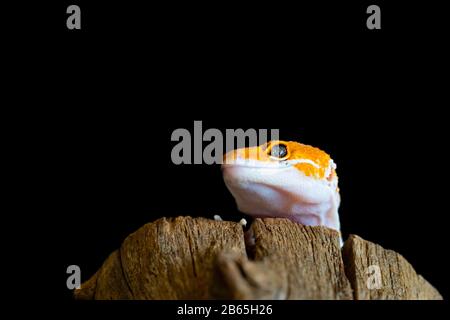 Leopardengecko-Echse, Nah-Makro. Niedliches Leopardengecko-Porträt (Eublepharis macularius). Leopardengecko auf Naturhintergrund. Stockfoto
