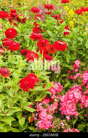 Rote Zinnien und Phlox, Garten Blumenbeet Sommer Bettwäsche bunte Blumen Stockfoto