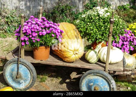Herbststillleben im Garten, Chrysanthemen in Töpfen, Kürbisse alle auf alten Wagen herbstliche Gartenpflanze oktober Mütter Stockfoto