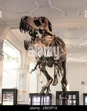 Ein Dinosaurierskelett im nationalen Museum in england Stockfoto