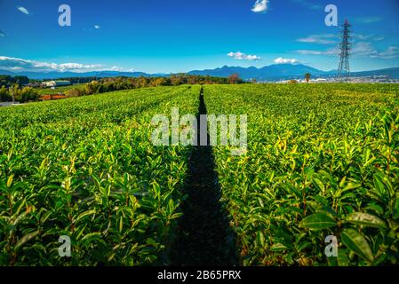 Landschaftsbild des Mt. Fuji mit grünem Teezubereiter tagsüber in Shizuoka, Japan. Stockfoto