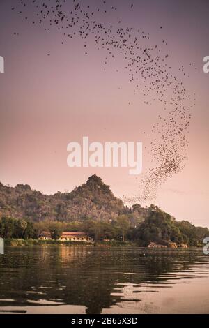 Fledermäuse fliegen über den Fluss Abouth, Myanmar, Asien. Stockfoto