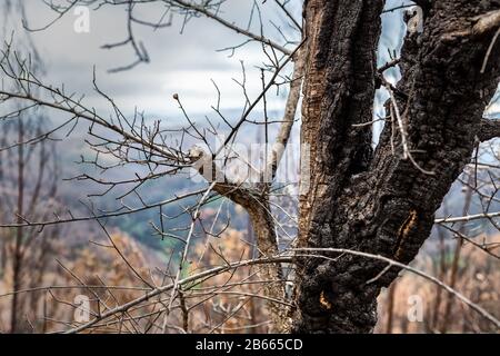 Verbrannte Waldbäume Eucalyptus Monchique, Portugal, nach Bränden. Naturkatastrophen Stockfoto