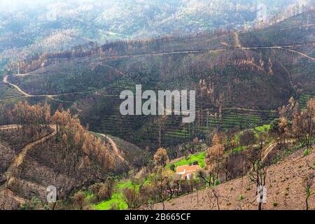 Verbrannte Waldbäume Eucalyptus Monchique, Portugal, nach Bränden. Naturkatastrophen Stockfoto