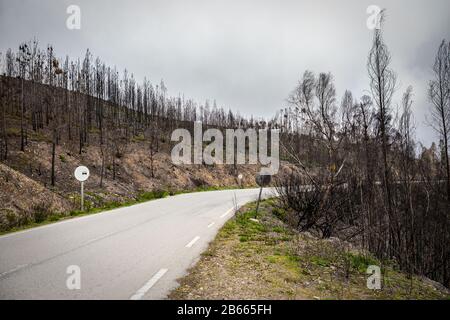 Die Straße in den verbrannten Wäldern von Monchique, nach den Bränden. Equalipt wird karbonisiert Stockfoto