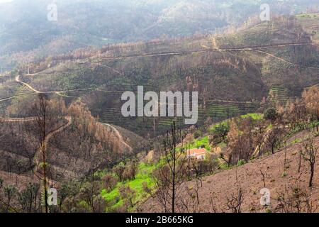 Verbrannte Waldbäume Eucalyptus Monchique, Portugal, nach Bränden. Naturkatastrophen Stockfoto