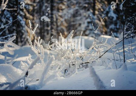 Strauch mit anhaftendem Schnee und Hoarfrost. Das Konzept eines scharfen Kaltschnapps und Frosts Stockfoto