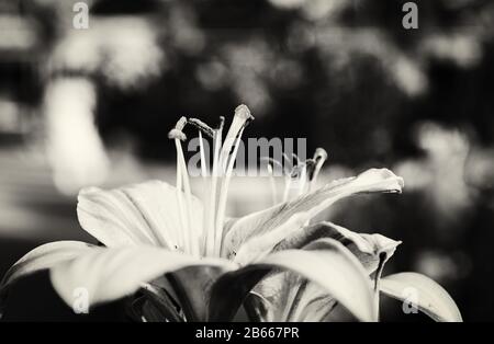 Lilium (Mitglieder davon echte Lilienblätter) ist eine Gattung von krautigen Pflanzen, die aus Birnen, in Schwarzweiß, als Makrofotografie wachsen Stockfoto