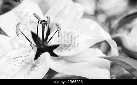 Lilium (Mitglieder davon echte Lilienblätter) ist eine Gattung von krautigen Pflanzen, die aus Birnen, in Schwarzweiß, als Makrofotografie wachsen Stockfoto