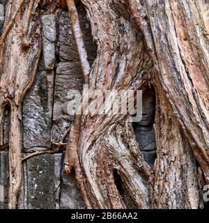 TA Prohm, heute von hoch aufragenden Bäumen aus dem umliegenden Wald überrannt, war ein alter buddhistischer Tempel und Wallfahrtsort, der auch heute noch von buddhistischen Monstern als solcher angesehen wird, selbst unter dem gesamten Tourismus Angkor Wat. Stockfoto