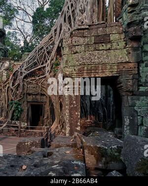 TA Prohm, heute von hoch aufragenden Bäumen aus dem umliegenden Wald überrannt, war ein alter buddhistischer Tempel und Wallfahrtsort, der auch heute noch von buddhistischen Monstern als solcher angesehen wird, selbst unter dem gesamten Tourismus Angkor Wat. Stockfoto