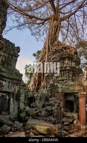 TA Prohm, heute von hoch aufragenden Bäumen aus dem umliegenden Wald überrannt, war ein alter buddhistischer Tempel und Wallfahrtsort, der auch heute noch von buddhistischen Monstern als solcher angesehen wird, selbst unter dem gesamten Tourismus Angkor Wat. Stockfoto