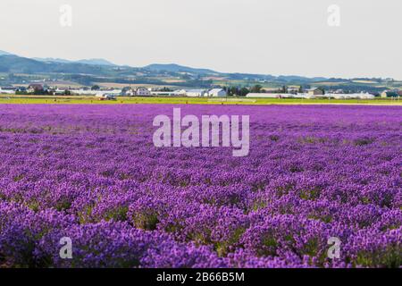 Japan, Hokkaido, Furano Lavendar Fields (Lavandula) Stockfoto