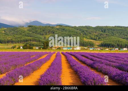 Japan, Hokkaido, Furano Lavendar Fields (Lavandula) Stockfoto