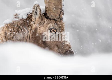 Porträt des Ibex-Gebirges unter Schneefall (Capra Ibex) Stockfoto