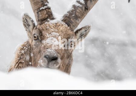 Porträt des Ibex-Gebirges unter Schneefall (Capra Ibex) Stockfoto