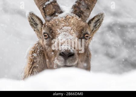 Porträt des Ibex-Gebirges unter Schneefall (Capra Ibex) Stockfoto