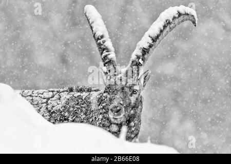 Ibex-Porträt unter Schneeflocken (Capra Ibex) Stockfoto