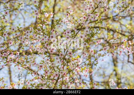 Blühender Kirschzweig mit weißen Blumen. Stockfoto