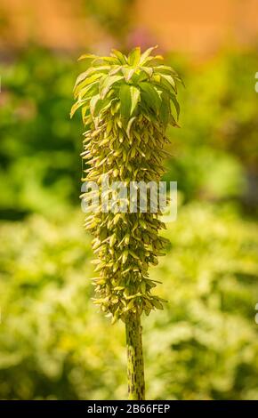 Variierte Ananaslilie (Eucobis bicolor) mit Blumendetail Stockfoto