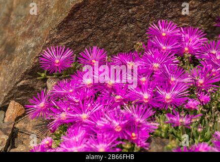 Purpurrot hinterlaufende Eispflanzen (celosperma cooperi) blühen von einem Felsen bebett Stockfoto