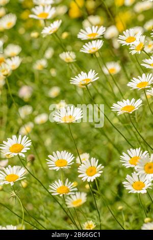 Nur wenige weiße Gänseblümchen auf einer Wiese mit geringer Schärfentiefe Stockfoto