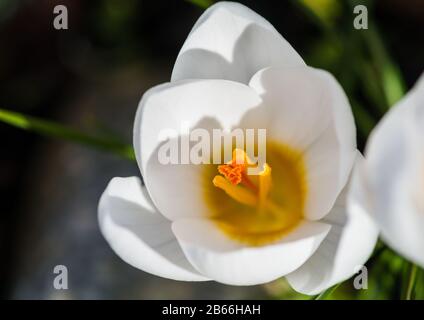 Ein Makro geschossen in eine weiße Krokusse blühen. Stockfoto