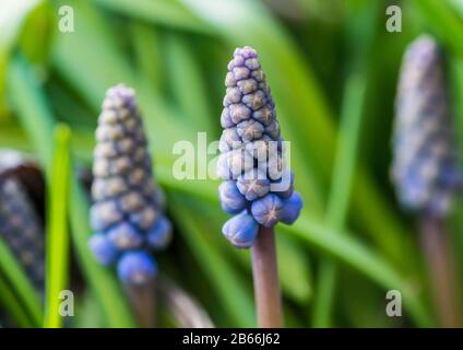 Eine Makroaufnahme einer blauen Trauben Hyazinthe Blüte. Stockfoto