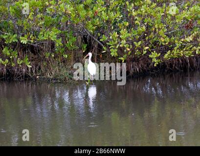 Ein weißes Ibis, das auf der Suche nach etwas Essen ist, unter den Mangroven, im Black Point Wildlife Drive, Merritt Island Wildlife Reserve, Florida Stockfoto
