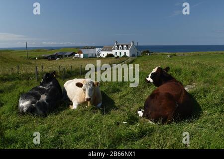 Kühe, die die cud kauen, während sie sich in der Sommersonne auf Iona, Mull entspannen. Schottland Stockfoto