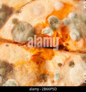 Werkzeugmakro. Schimmeliger Pilz auf Lebensmitteln. Flauschige Sporen Formen sich als Hintergrund oder Textur. Schimmelpilz. Stockfoto