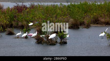 Egrets und Ibis, Fütterung im Regen, am Black Point Wildlife Drive, Merritt Island National Wildlife Reserve, Florida Stockfoto