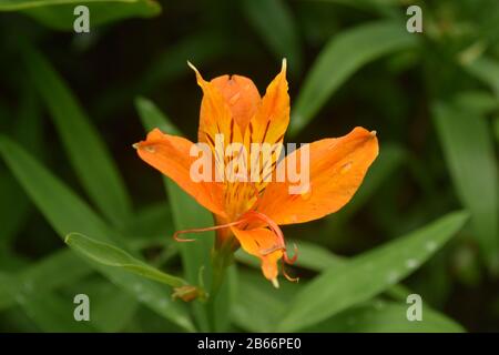 Peruanische Lilie (Colorita Amina) Stockfoto