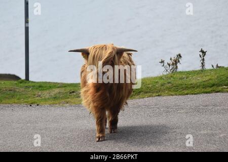 Young Higland (Heilan Coo) auf der Applecross Road Stockfoto